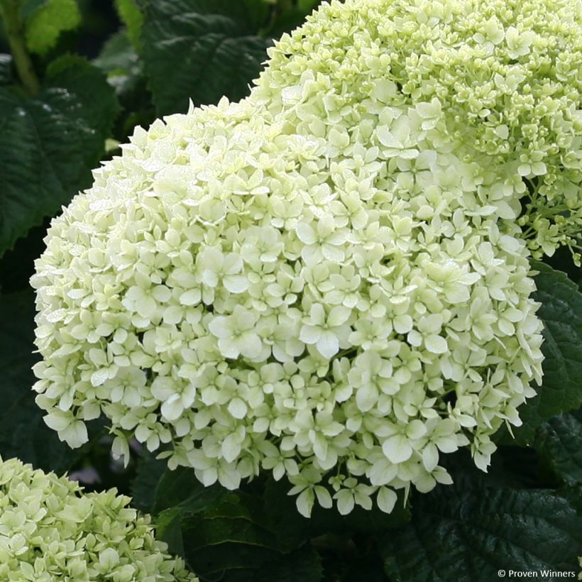 Hydrangea arborescens BellaRagazza Limetta (Flowering)