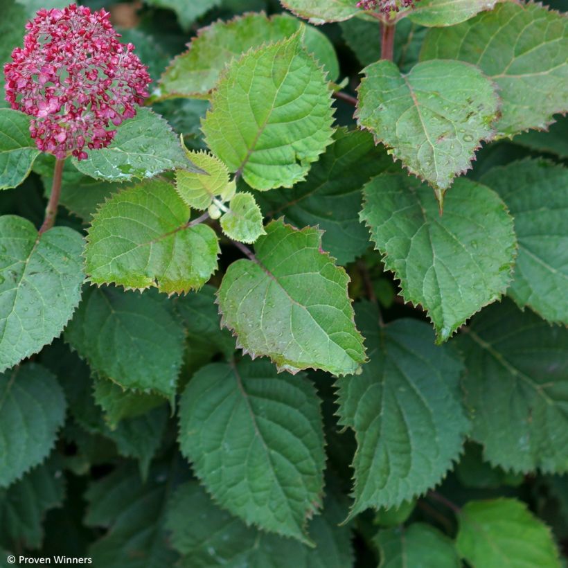 Hydrangea arborescens BellaRagazza Mauvette (Foliage)