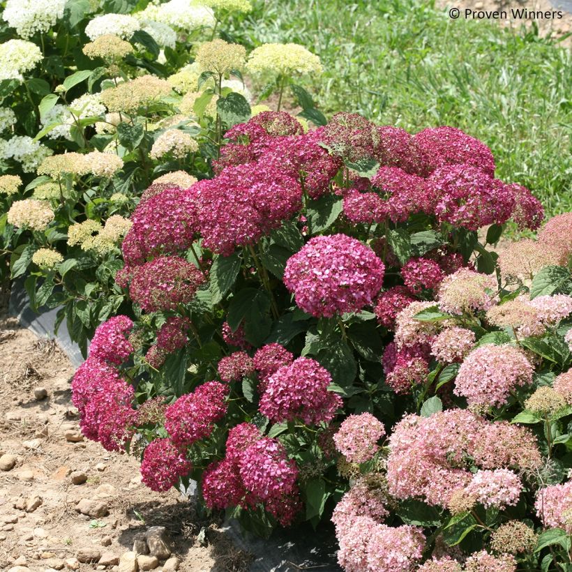 Hydrangea arborescens BellaRagazza Mauvette (Plant habit)