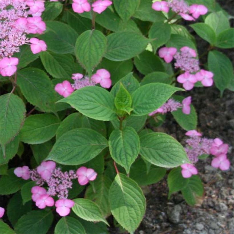 Hydrangea serrata Avelroz - Mountain Hydrangea (Foliage)