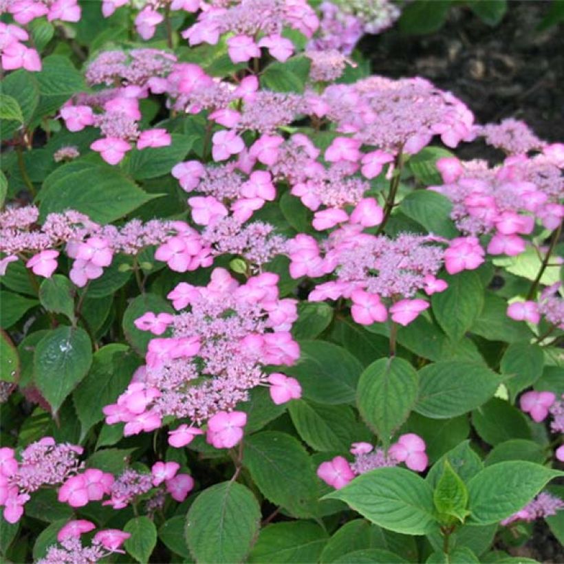 Hydrangea serrata Avelroz - Mountain Hydrangea (Flowering)