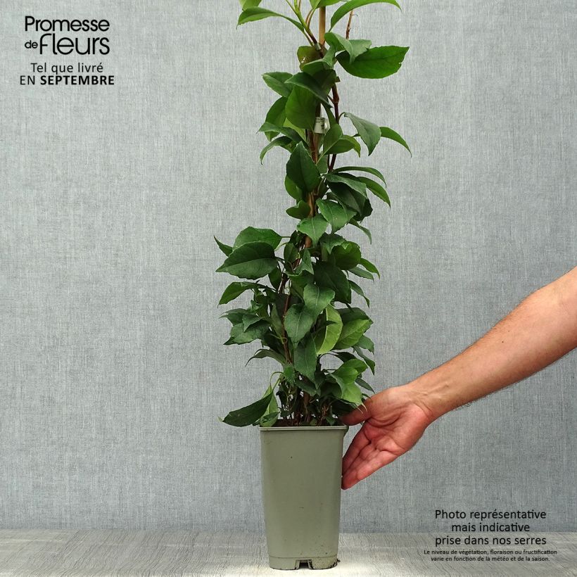 Hydrangea seemanii - Climbing Hydrangea 2L/3L pot sample as delivered in autumn