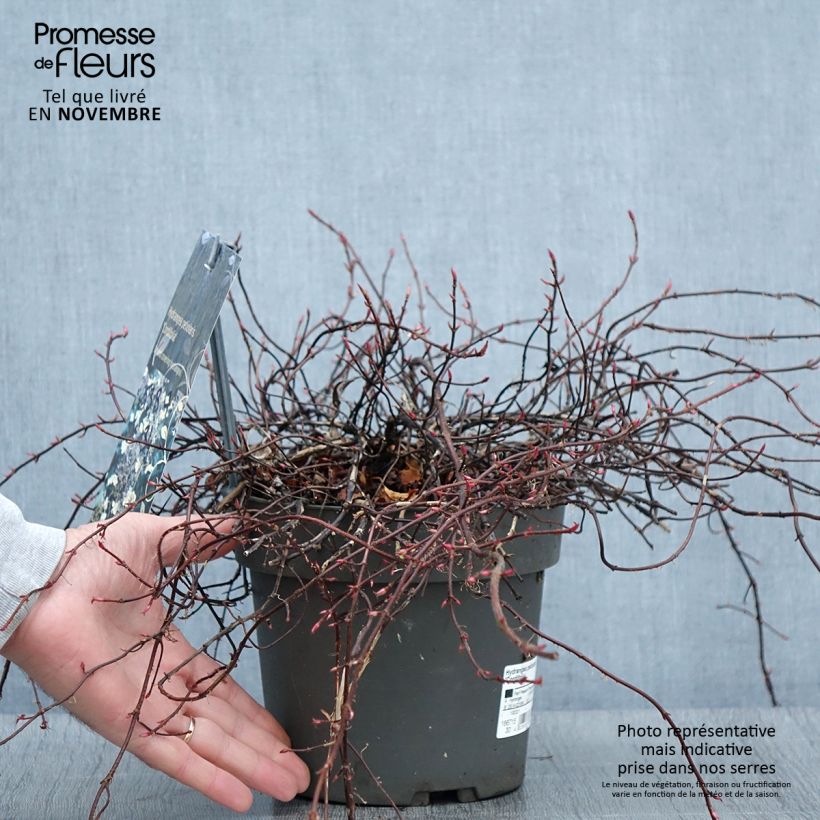 Hydrangea petiolaris Cordifolia- Climbing Hydrangea 3L/4L pot sample as delivered in autumn
