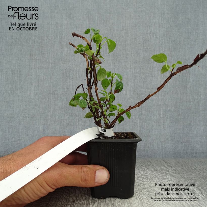 Hydrangea anomala subsp. petiolaris- Climbing Hydrangea 8/9 cm pot sample as delivered in autumn