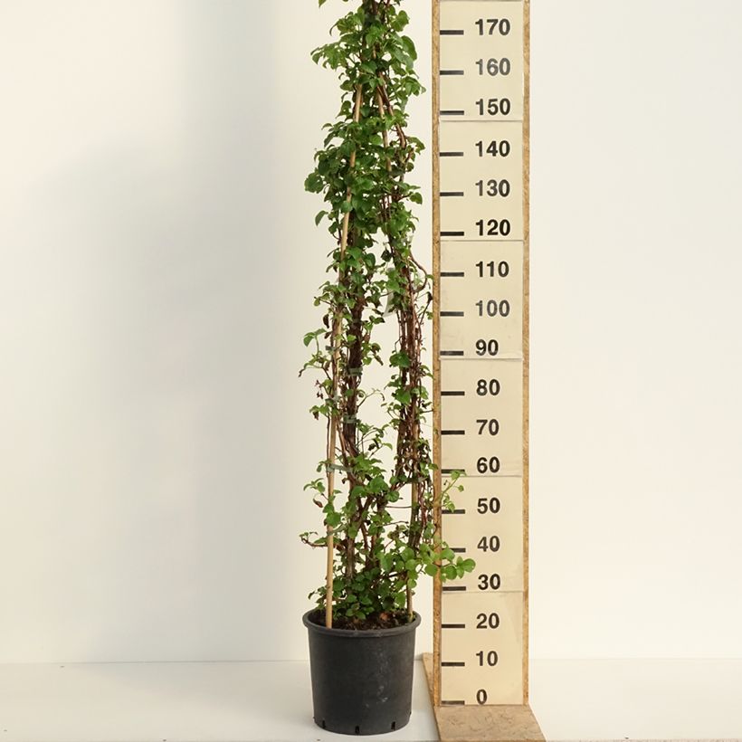 Hydrangea anomala subsp. petiolaris- Climbing Hydrangea 7.5L/10L pot sample as delivered in spring