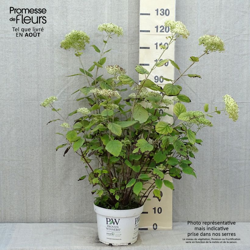 Hydrangea arborescens Lime Rickey 7.5L/10L pot sample as delivered in summer