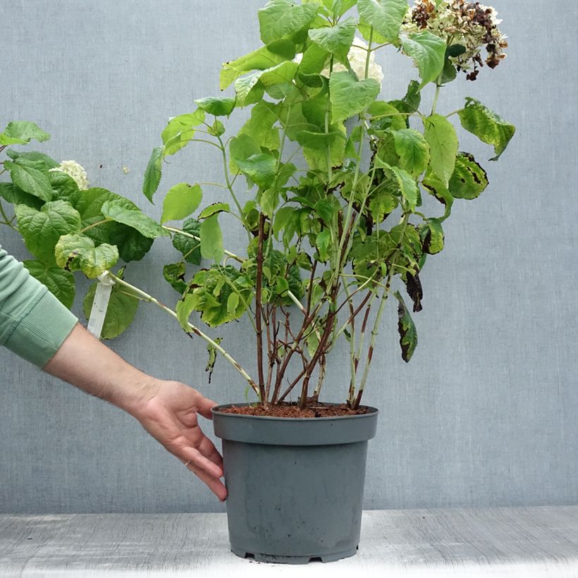 Hydrangea arborescens Annabelle 7.5L/10L pot sample as delivered in summer