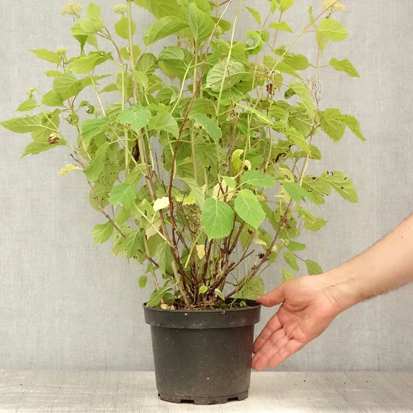 Hydrangea arborescens Candybelle Marshmallow 3L/4L pot sample as delivered in summer