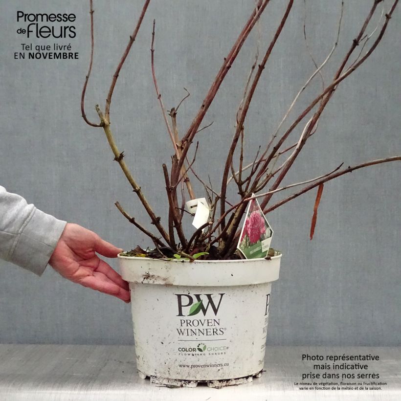 Hydrangea arborescens Pink Annabelle - Invicibelle 7.5L/10L pot sample as delivered in autumn