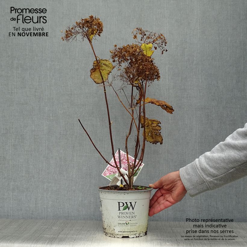 Hydrangea arborescens Sweet Annabelle 2L/3L pot sample as delivered in autumn
