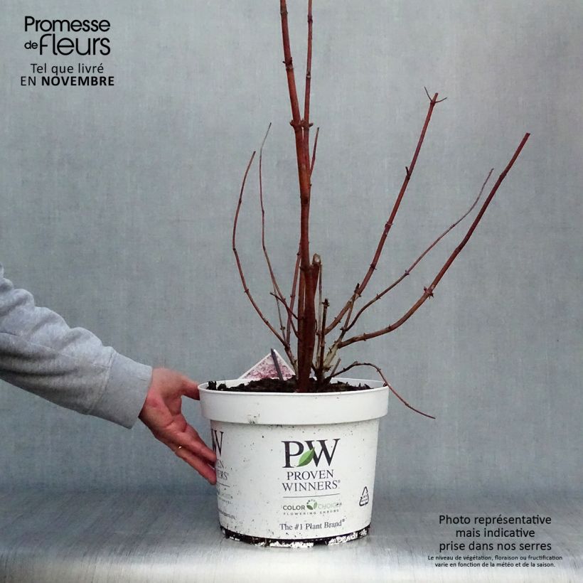 Hydrangea arborescens Sweet Annabelle 7.5L/10L pot sample as delivered in autumn