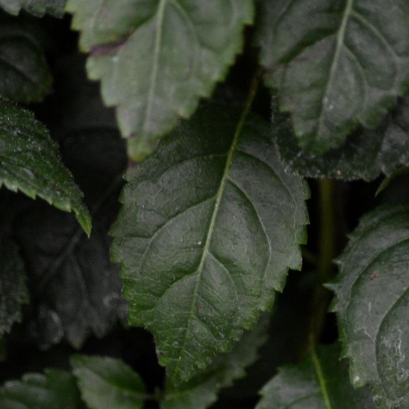 Hydrangea anomala Winter Surprise- Climbing Hydrangea (Foliage)