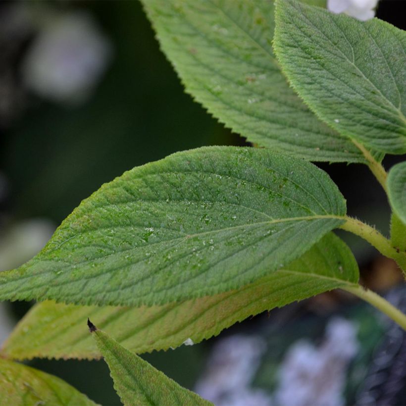 Hydrangea involucrata Yoraku Tama (Foliage)