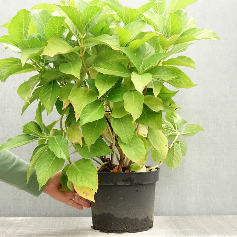 Hydrangea macrophylla Ayesha 7.5L/10L pot sample as delivered in summer