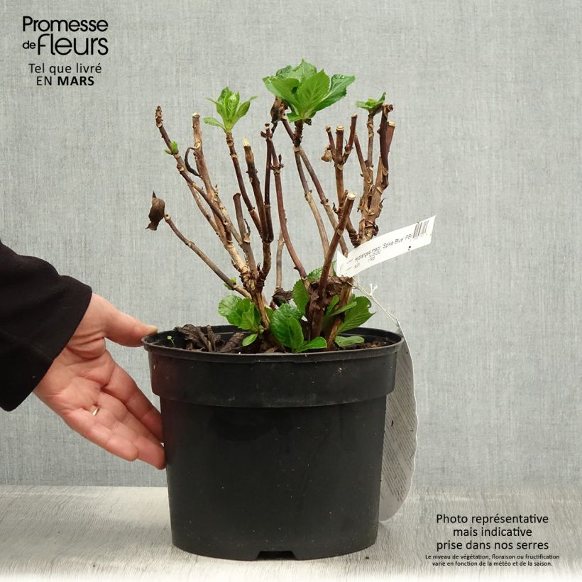 Hydrangea macrophylla Beautensia Spike 4L/5L pot sample as delivered in spring