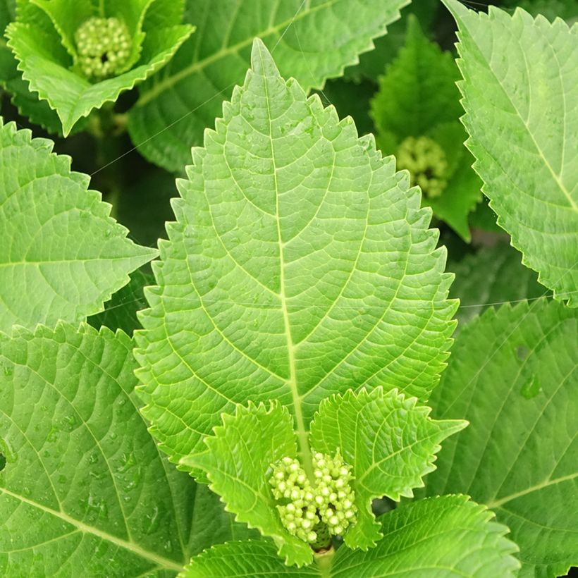 Hydrangea macrophylla Beautensia Spike (Foliage)