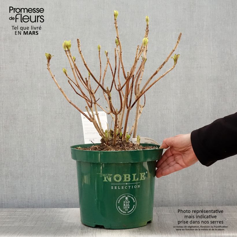 Hydrangea macrophylla Belle Séduction sample as delivered in spring
