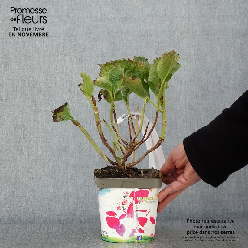 Hydrangea macrophylla Benelux (pink) 2L/3L pot sample as delivered in autumn