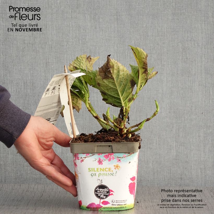 Hydrangea macrophylla Big Data Pink 2L/3L pot sample as delivered in autumn
