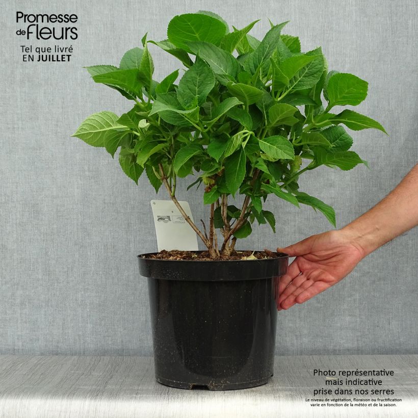 Hydrangea macrophylla Blaumeise 7.5L/10L pot sample as delivered in summer