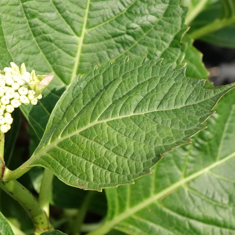 Hydrangea macrophylla Bloombuster (Foliage)