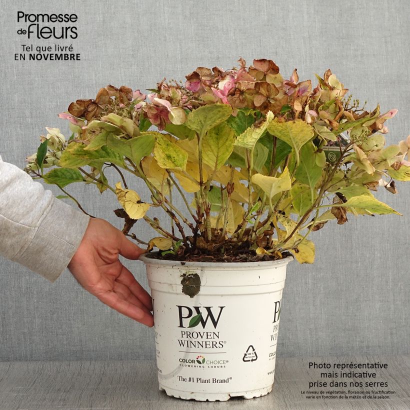 Hydrangea macrophylla Blueberry Cheesecake 4L/5L pot sample as delivered in autumn