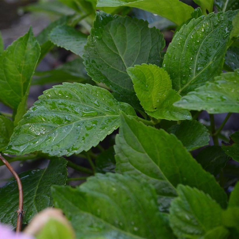 Hydrangea macrophylla Bodensee (Foliage)