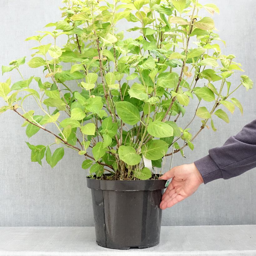 Hydrangea macrophylla Bouquet Rose 7.5L/10L pot sample as delivered in spring