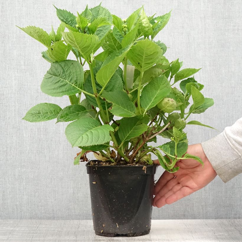 Hydrangea macrophylla Buchfink 2L/3L pot sample as delivered in summer