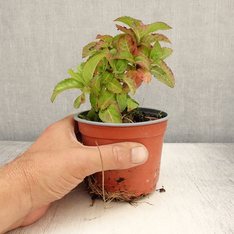 Hydrangea macrophylla Caipirinha 12cm pot sample as delivered in summer