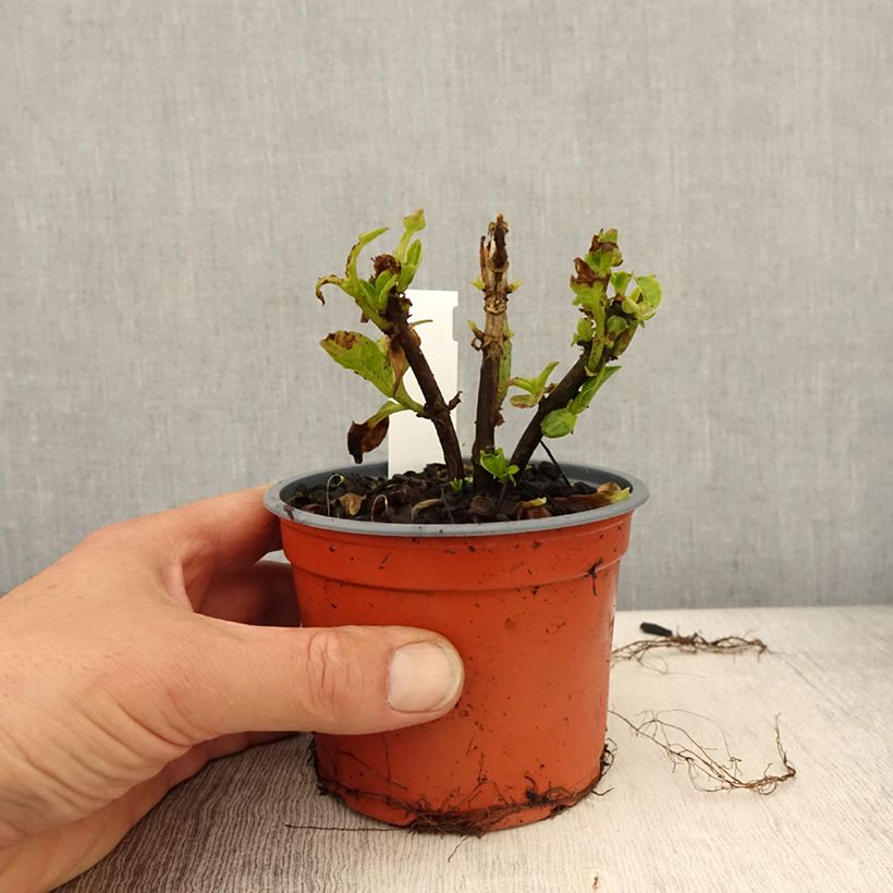 Hydrangea macrophylla Caipirinha 12cm pot sample as delivered in spring