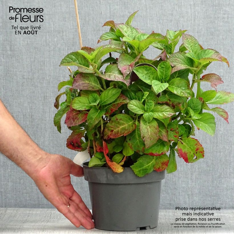 Hydrangea macrophylla Caipirinha 2L/3L pot sample as delivered in summer