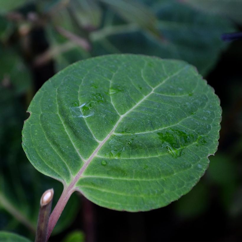 Hydrangea macrophylla Camino (Foliage)