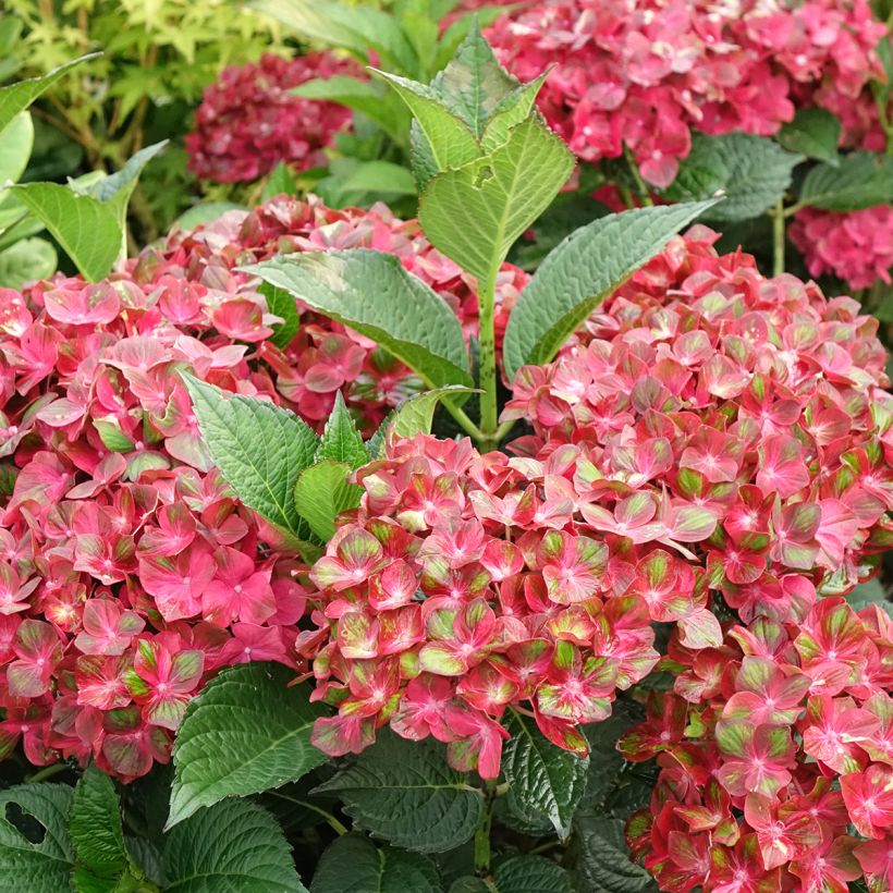 Hydrangea Macrophylla Chocolate (Flowering)