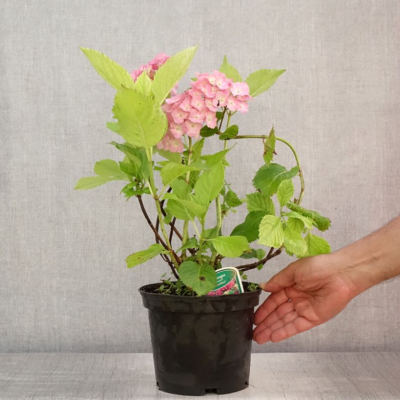 Hydrangea macrophylla Deutschland 2L/3L pot sample as delivered in summer
