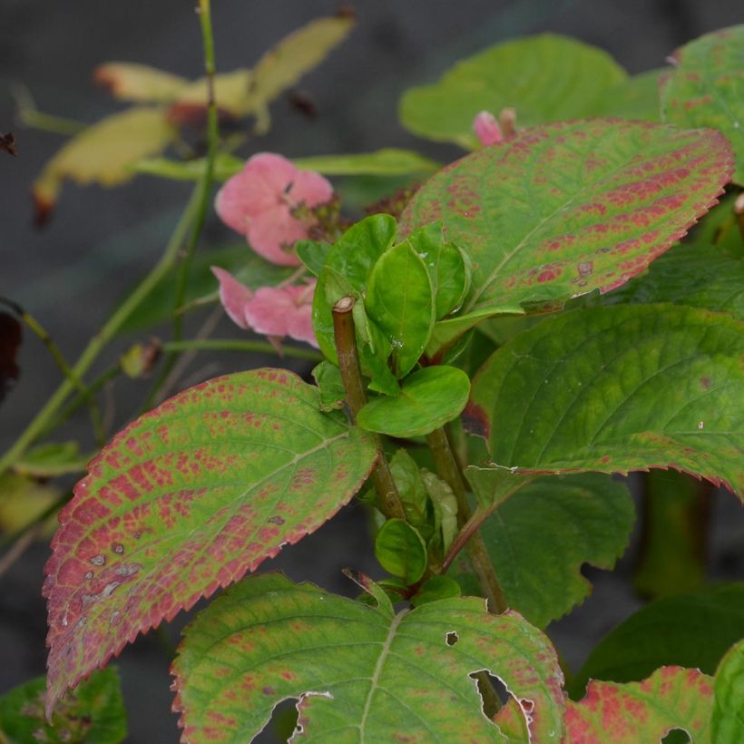 Hydrangea macrophylla Dolce Gipsy (Foliage)