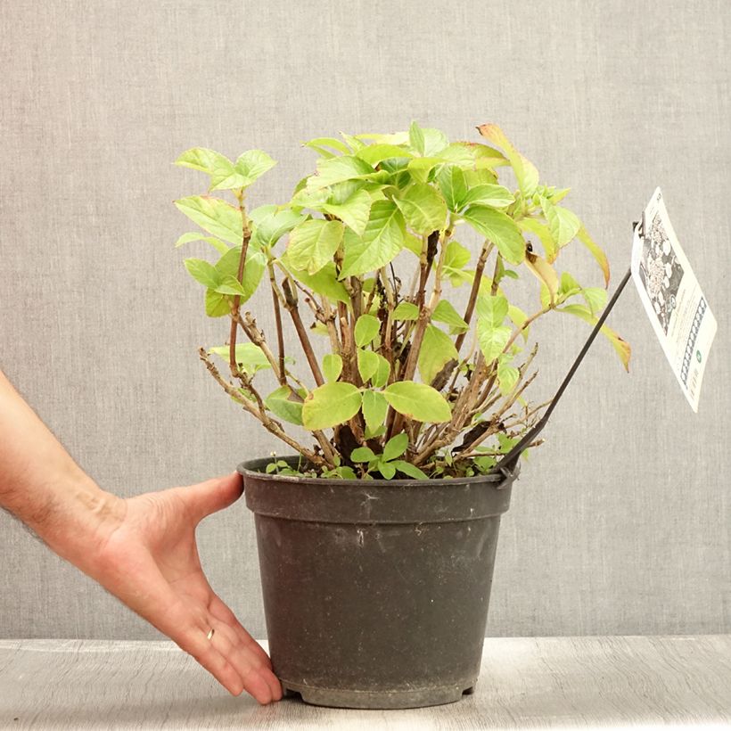 Hydrangea macrophylla Dolce Gipsy 4L/5L pot sample as delivered in summer