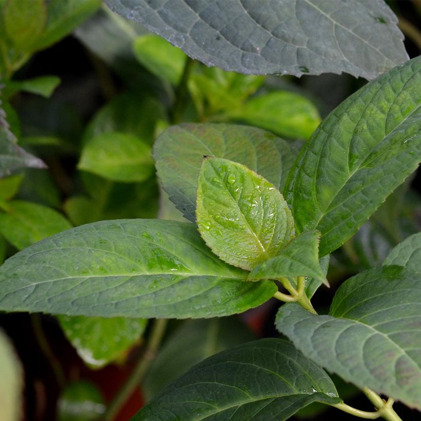 Hydrangea macrophylla Dolce Kiss (Foliage)