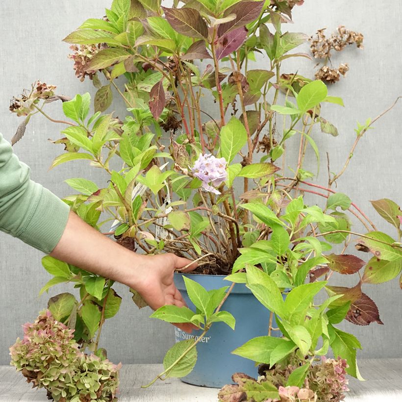 Hydrangea  macrophylla Endless Summer The Original Blue 7.5L/10L pot sample as delivered in summer