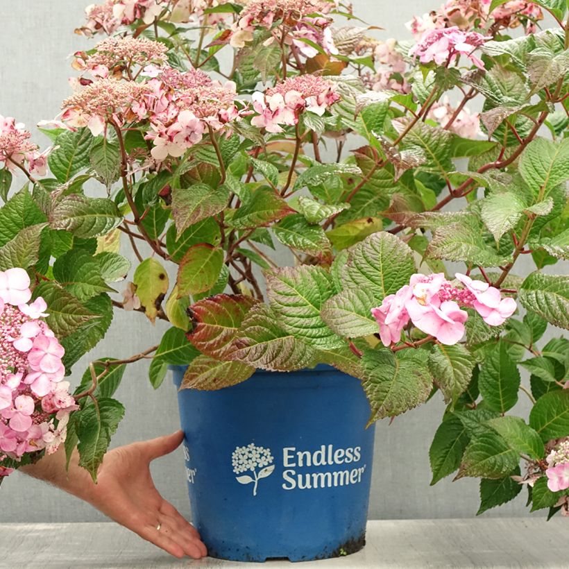 Hydrangea macrophylla Endless Summer Twist and Shout 7.5L/10L pot sample as delivered in summer