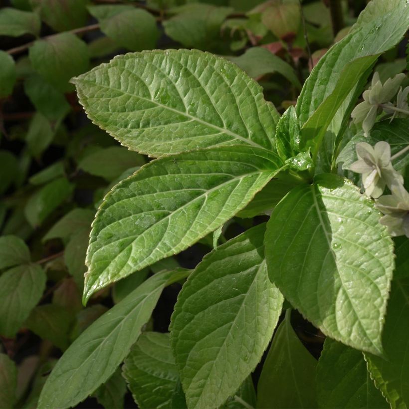 Hydrangea macrophylla Étoile Violette (Foliage)