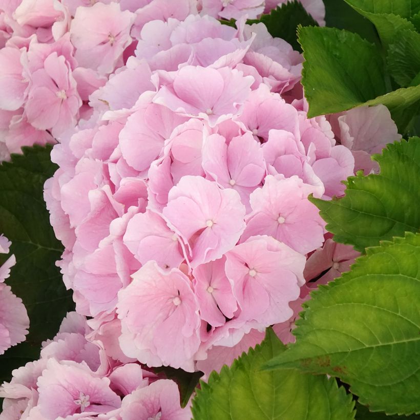 Hydrangea macrophylla Everbloom Pink Wonder- Mophead Hydrangea (Flowering)