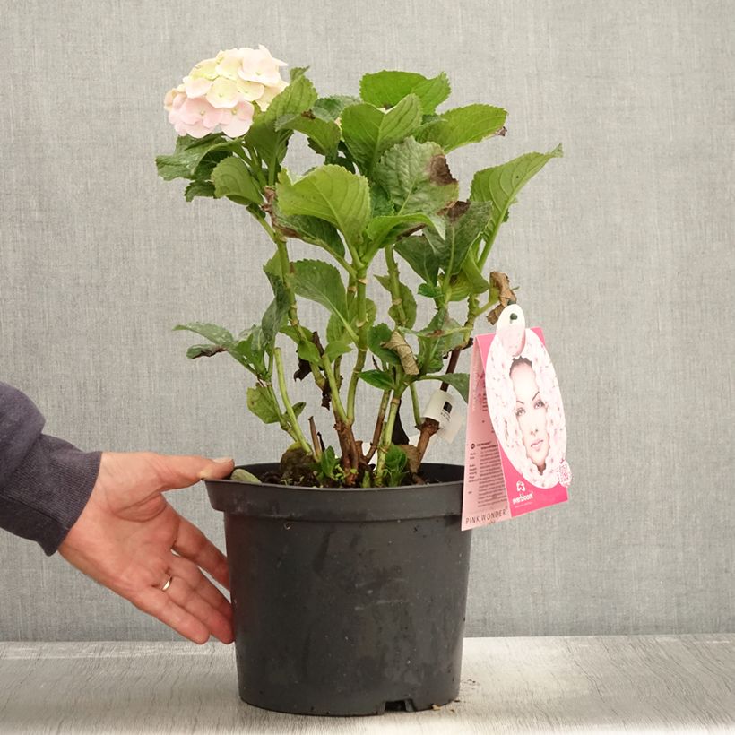 Hydrangea macrophylla Everbloom Pink Wonder- Mophead Hydrangea 4L/5L pot sample as delivered in autumn