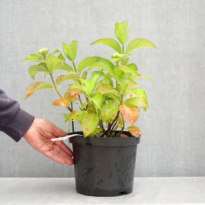 Hydrangea macrophylla Fantasia  3L/4L pot sample as delivered in spring