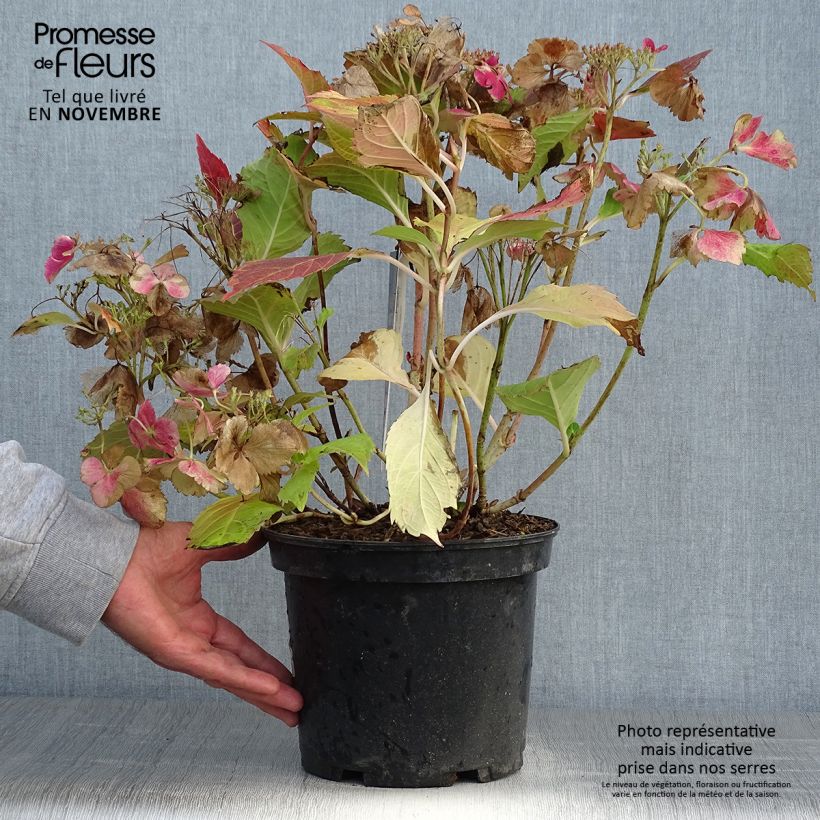 Hydrangea macrophylla Rendez-Vous French Cancan 4L/5L pot sample as delivered in autumn