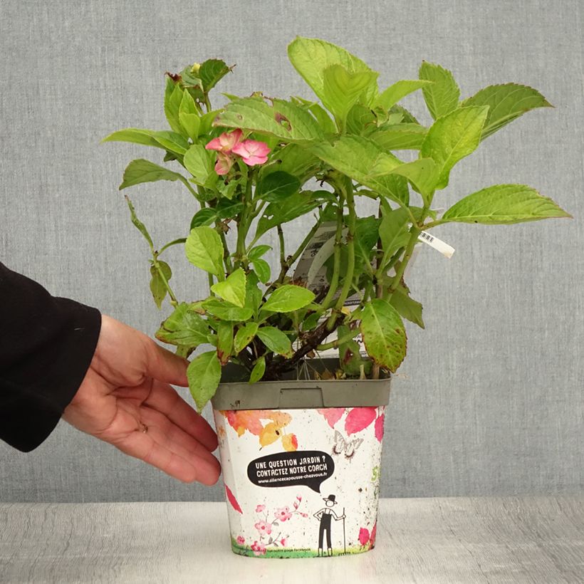 Hydrangea macrophylla Freudenstein D 2L/3L pot sample as delivered in summer