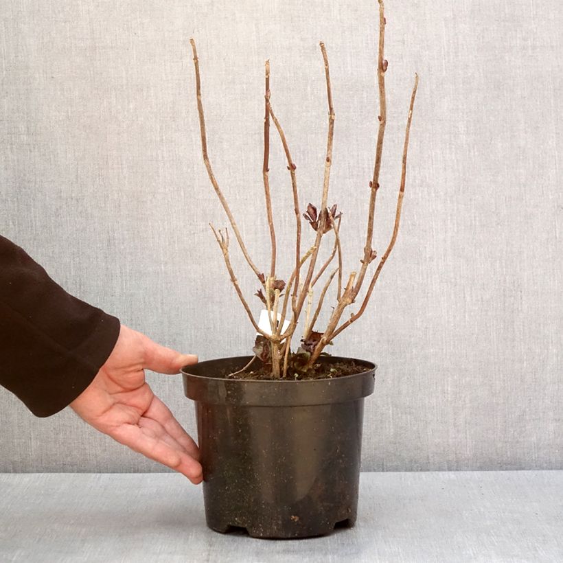 Hydrangea macrophylla Gräfin Cosel - Mophead Hydrangea 3L/4L pot sample as delivered in winter