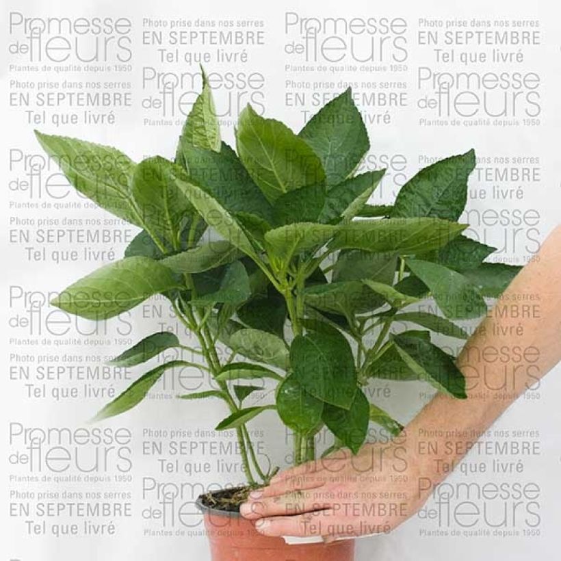 Example of Hydrangea macrophylla Great Star Blanc Bleu 2L/3L potShipped height around 10/20cm specimen as delivered