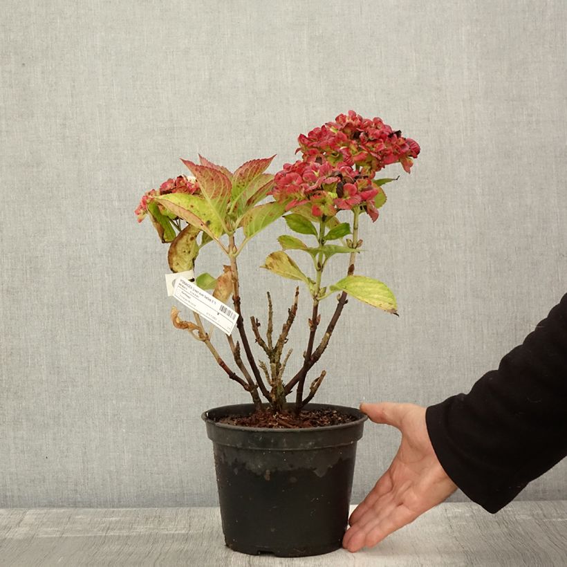 Hydrangea macrophylla Green 2L/3L pot sample as delivered in autumn