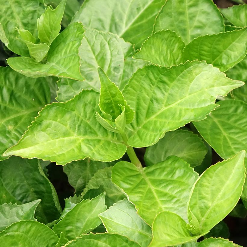 Hydrangea macrophylla Immaculata (Foliage)